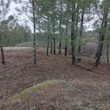 Alexandre Carvalho - Limpeza de Terrenos - Viseu - Jardinagem e Relvados