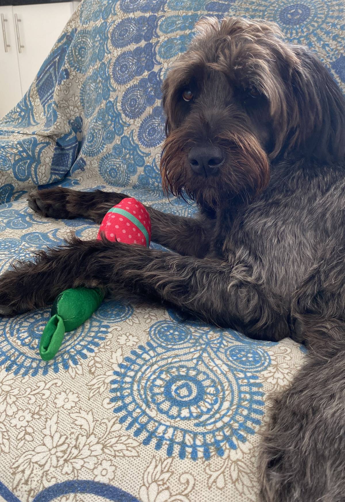 Serviços de Petsitting - Mafra - Treino de Cães