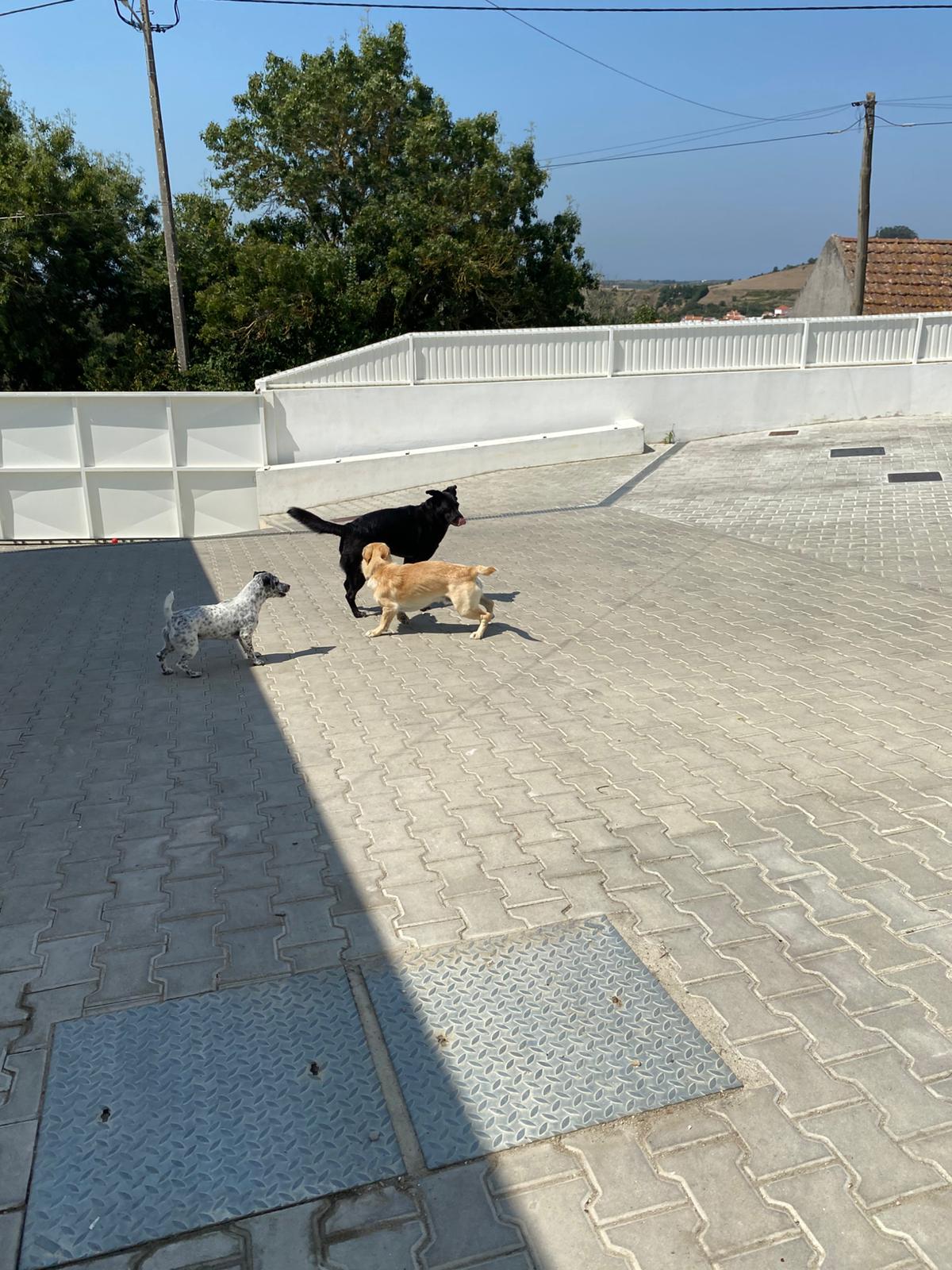 Serviços de Petsitting - Mafra - Treino de Animais