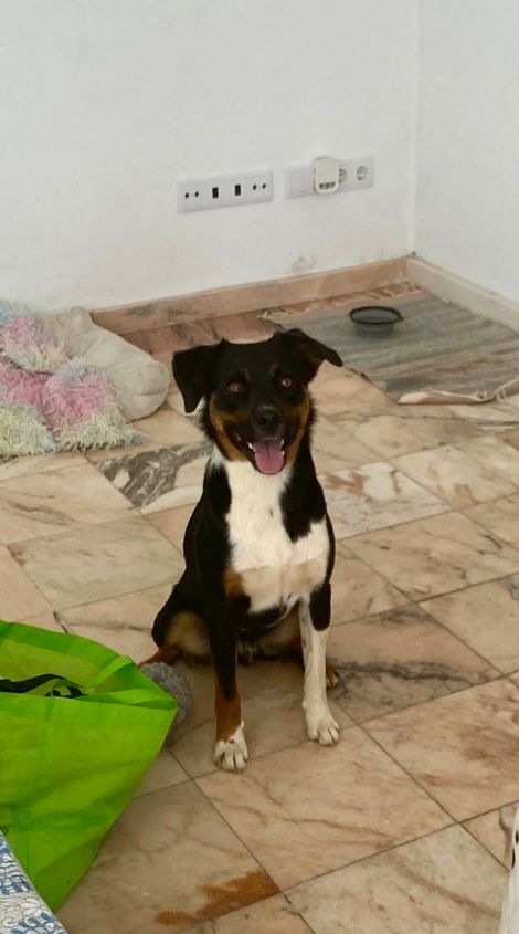 Serviços de Petsitting - Mafra - Modificação de Comportamento Animal