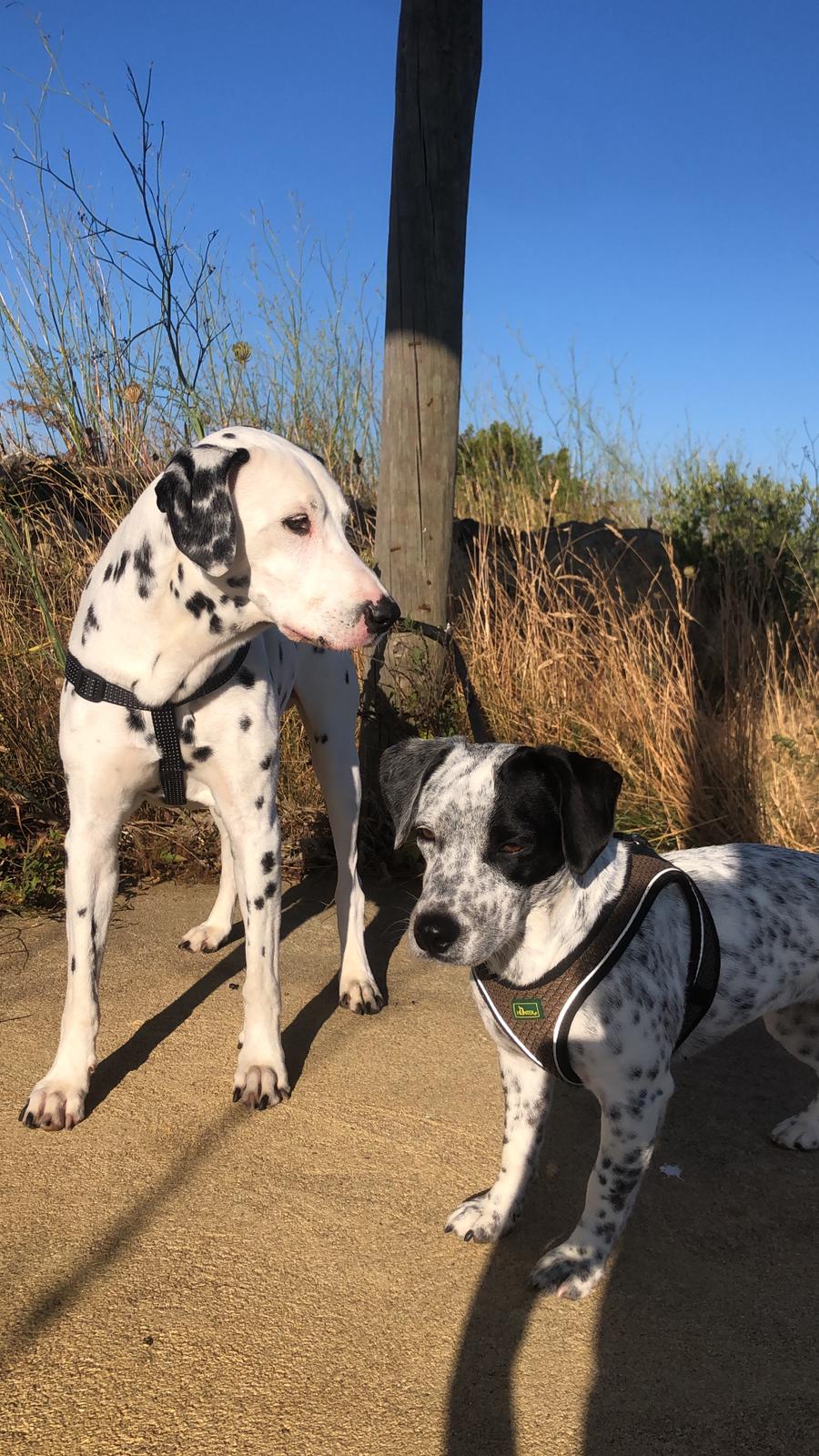 Serviços de Petsitting - Mafra - Creche para Cães