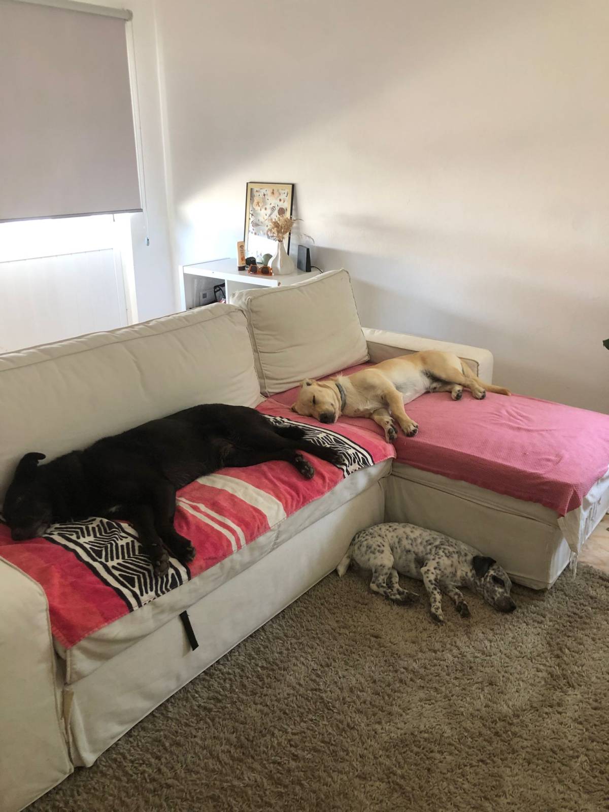 Serviços de Petsitting - Mafra - Cat Sitting