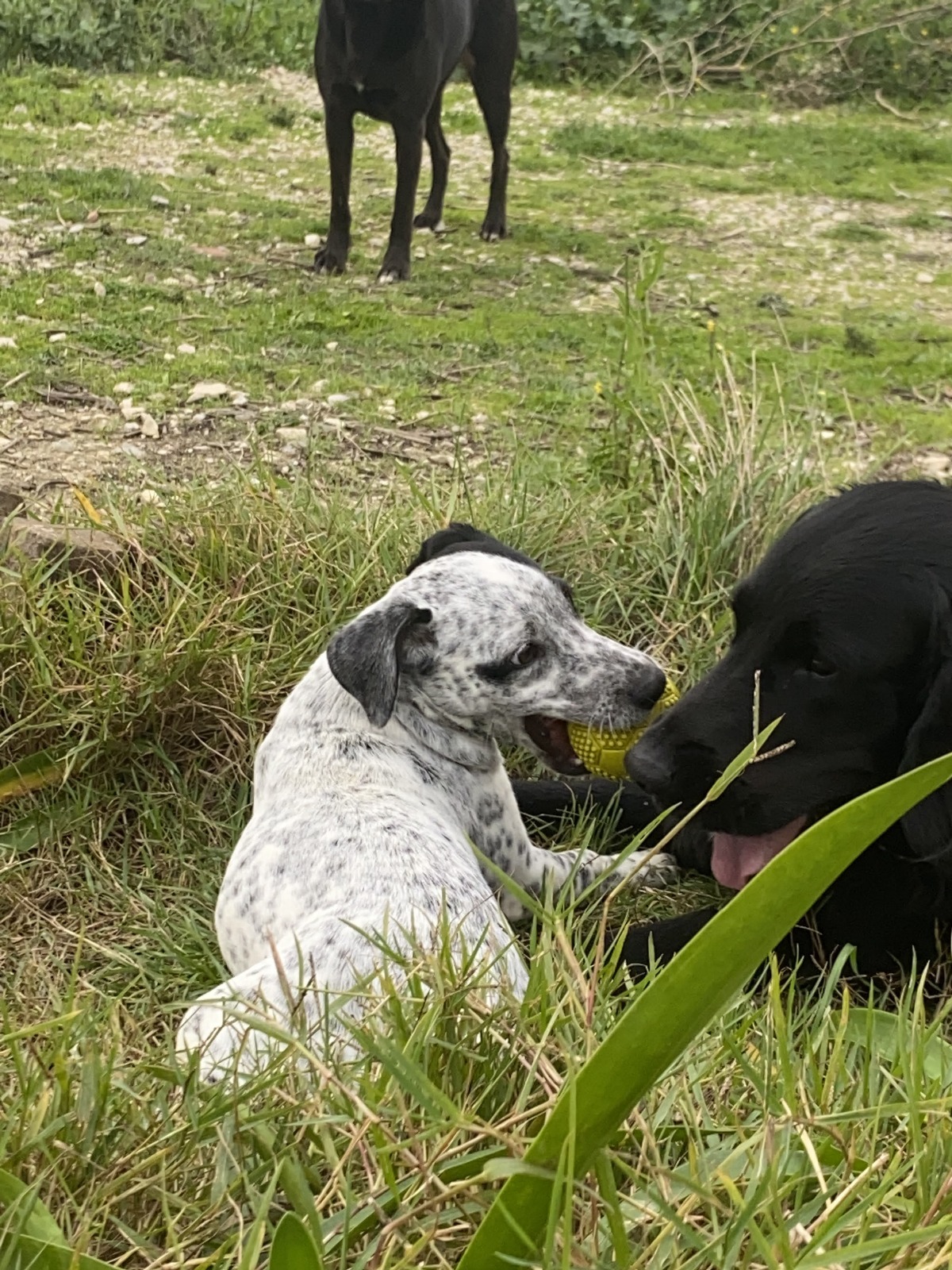 Serviços de Petsitting - Mafra - Pet Sitting e Pet Walking