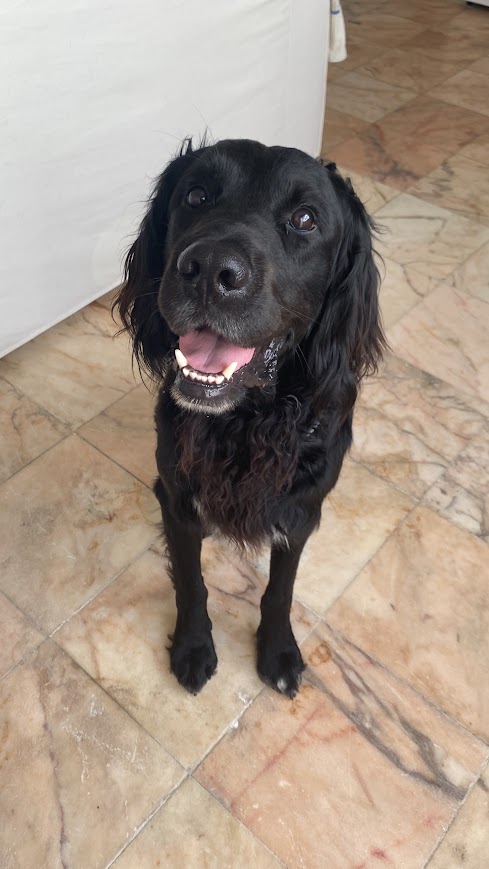 Serviços de Petsitting - Mafra - Pet Sitting