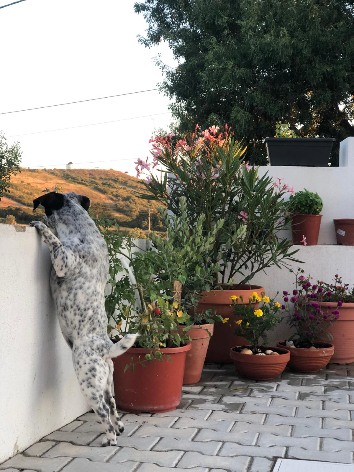 Serviços de Petsitting - Mafra - Cat Sitting