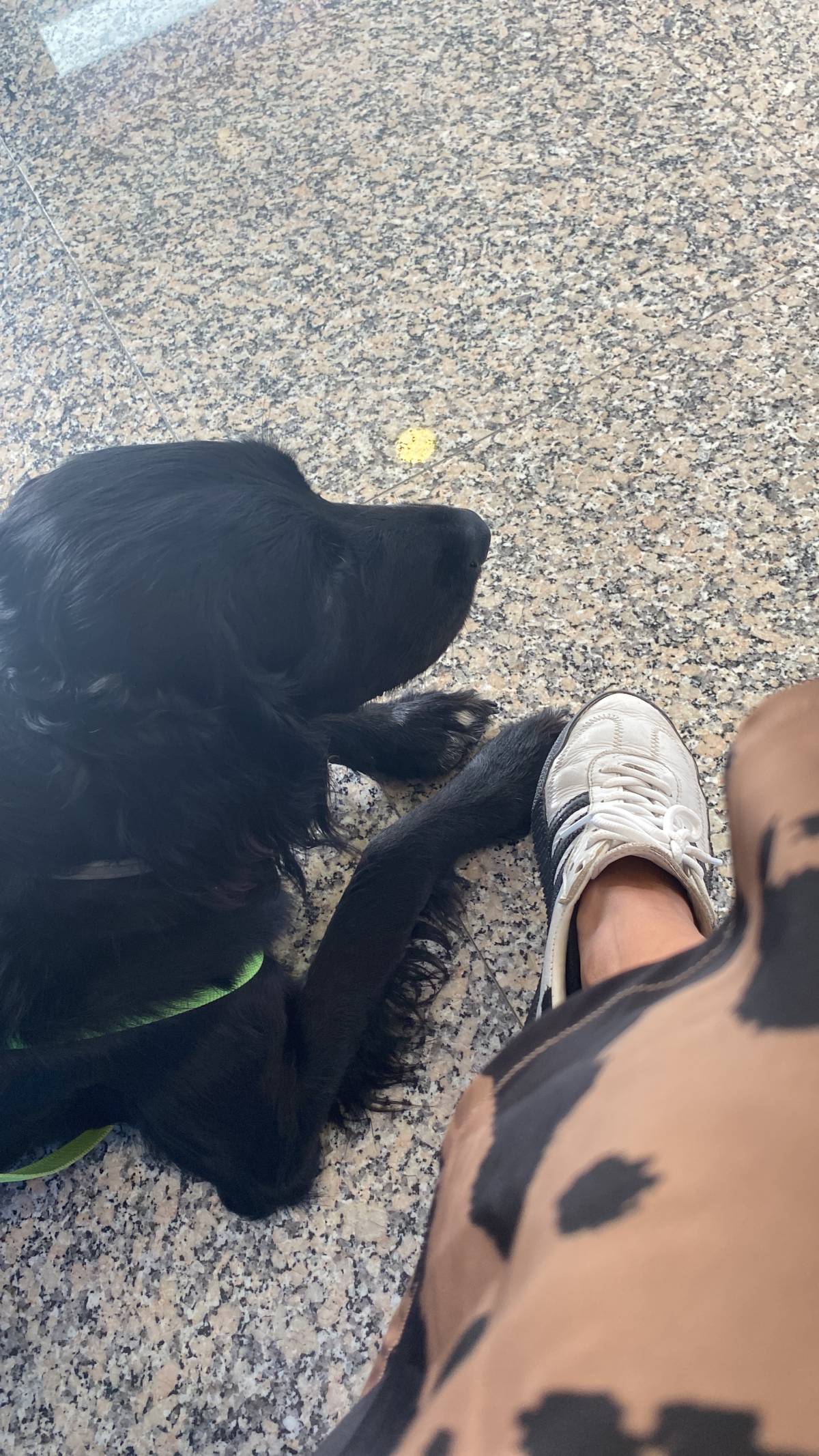 Serviços de Petsitting - Mafra - Modificação de Comportamento Animal