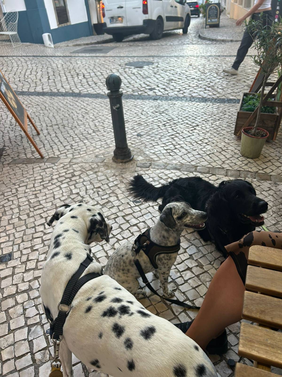 Serviços de Petsitting - Mafra - Treino de Animais