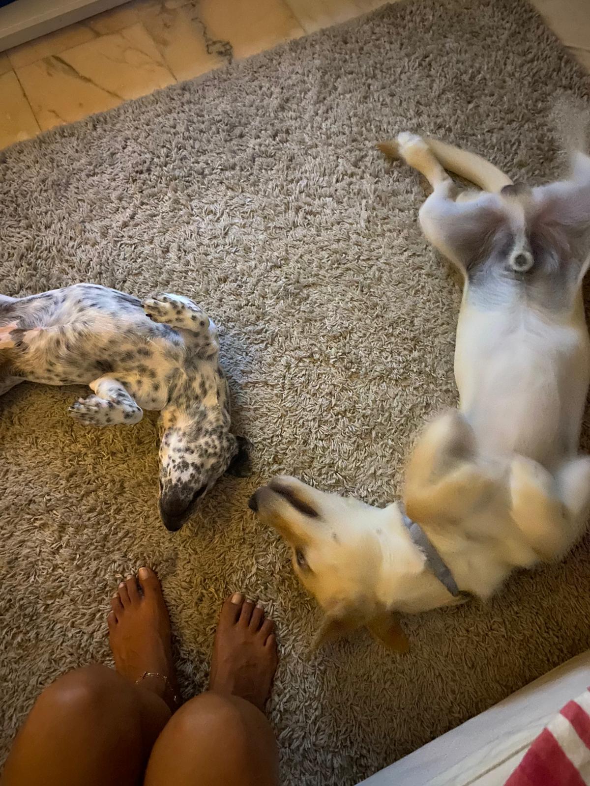 Serviços de Petsitting - Mafra - Hotel para Cães