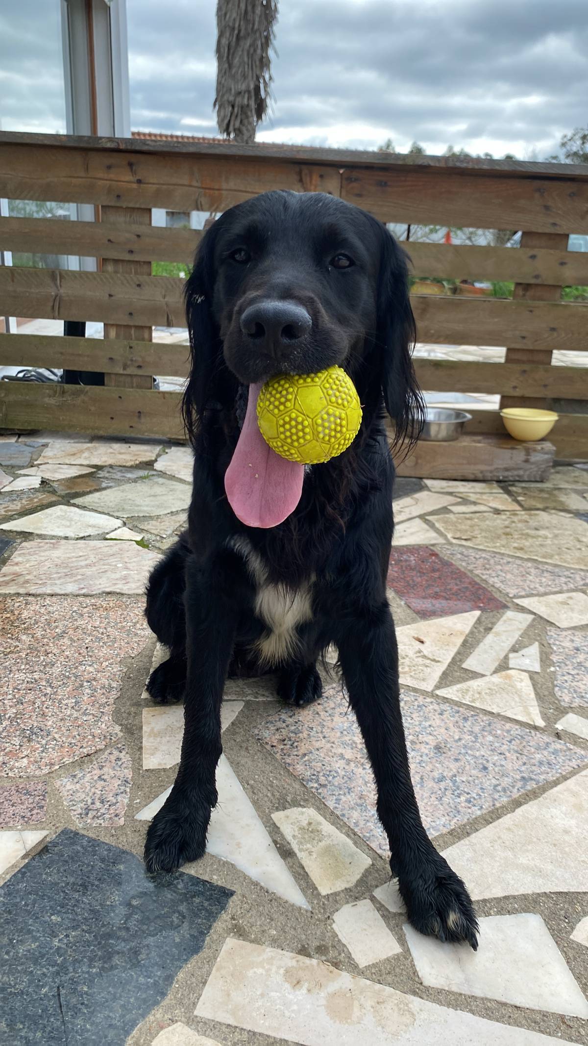Serviços de Petsitting - Mafra - Treino de Cães