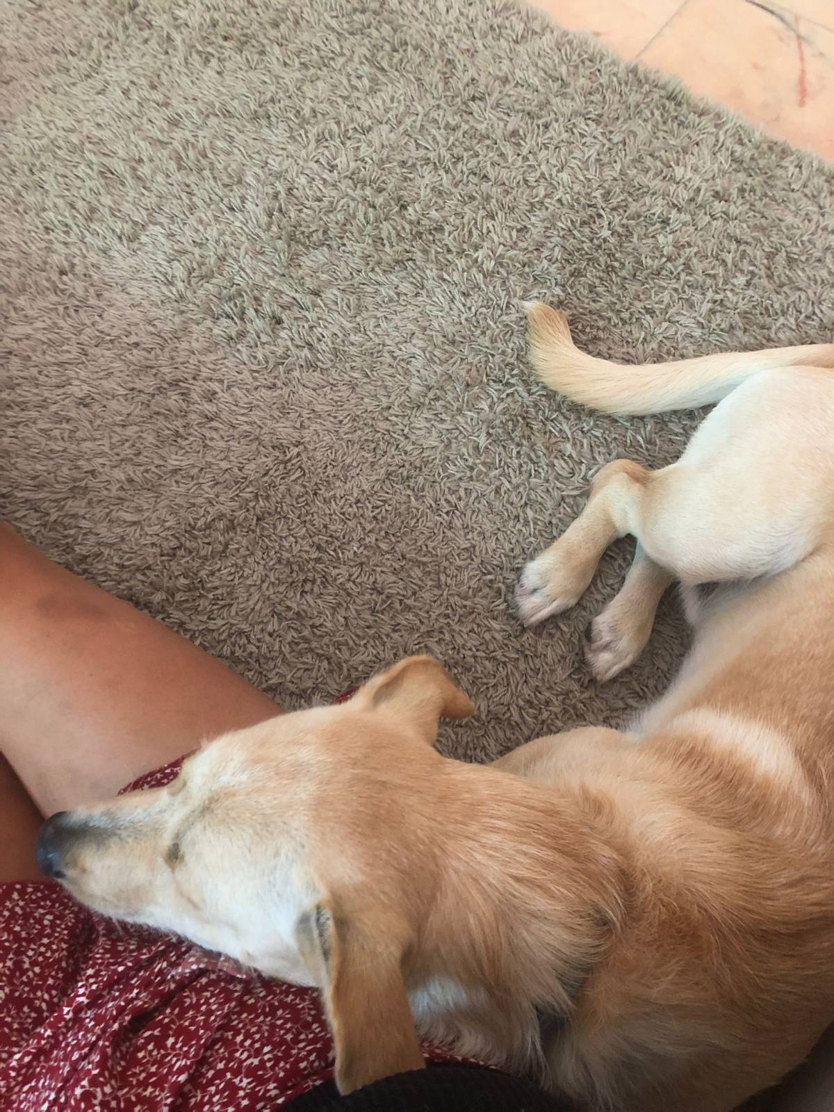 Serviços de Petsitting - Mafra - Pet Sitting e Pet Walking
