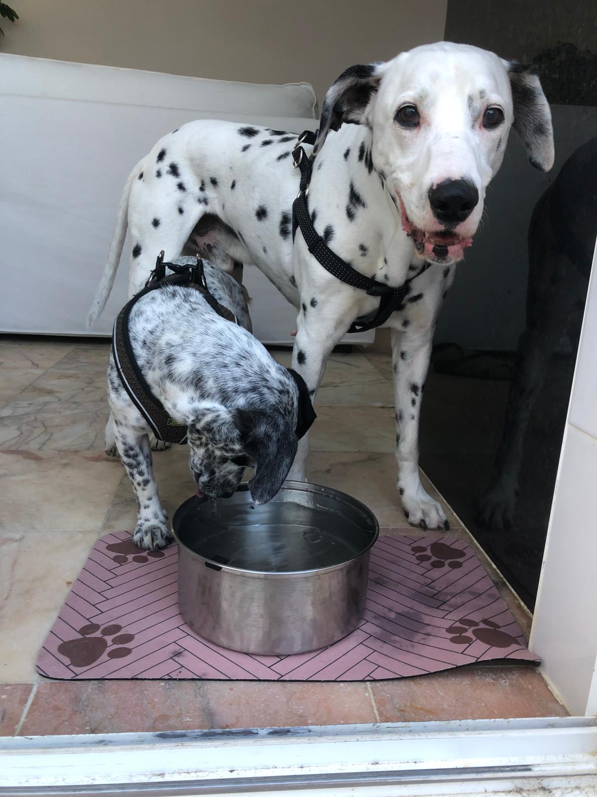 Serviços de Petsitting - Mafra - Veterinários