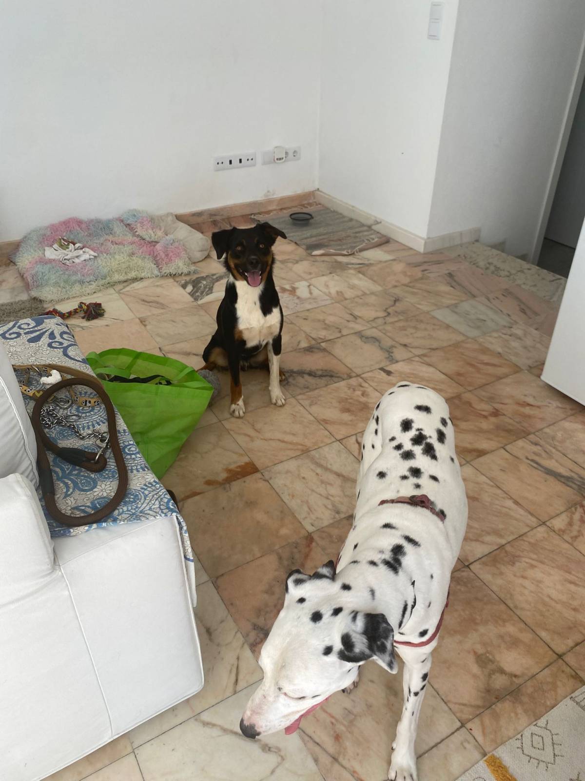 Serviços de Petsitting - Mafra - Hotel para Cães