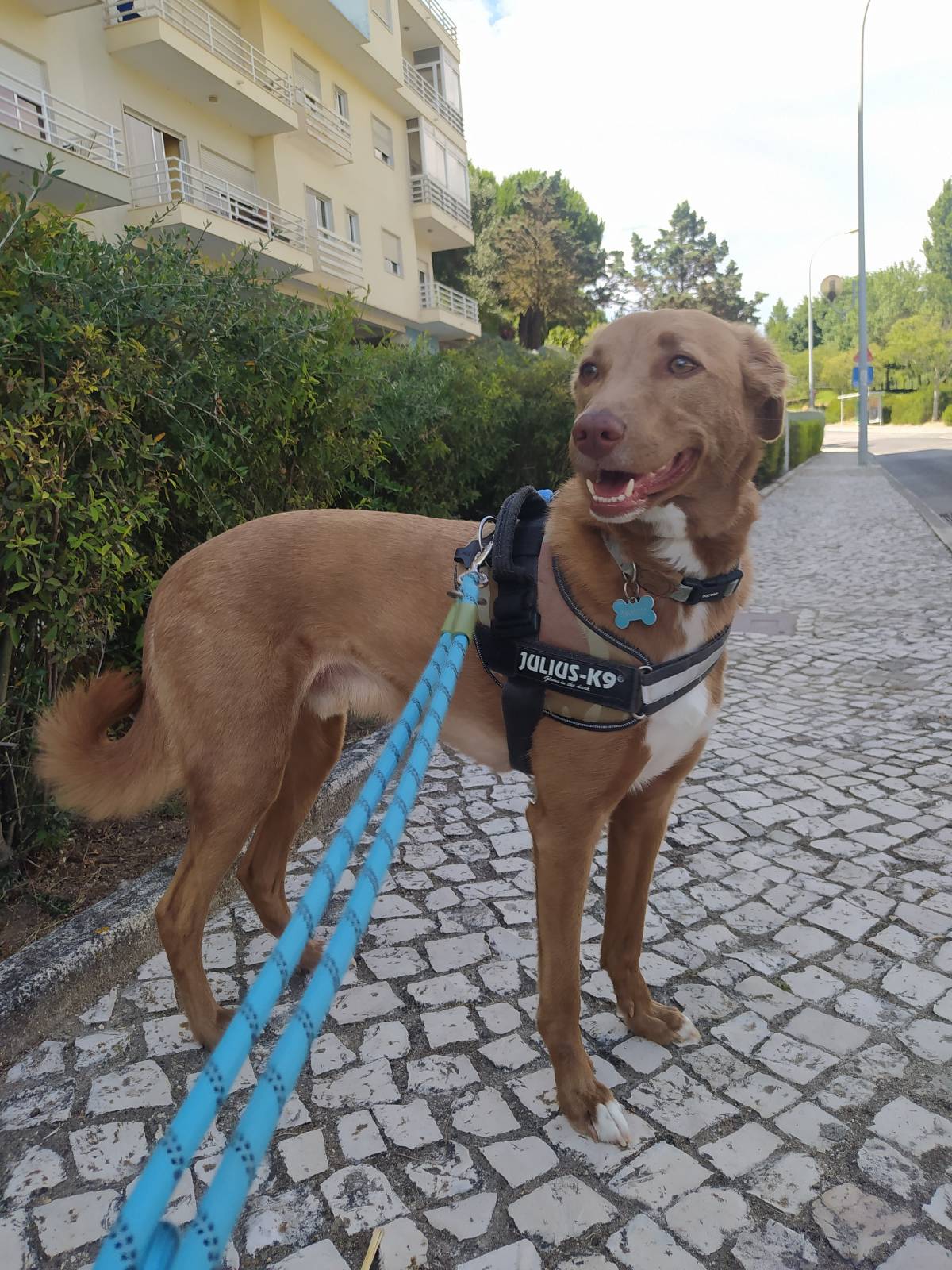 Cãominhar By Paula Fraga - Braga - Cuidar tus perros