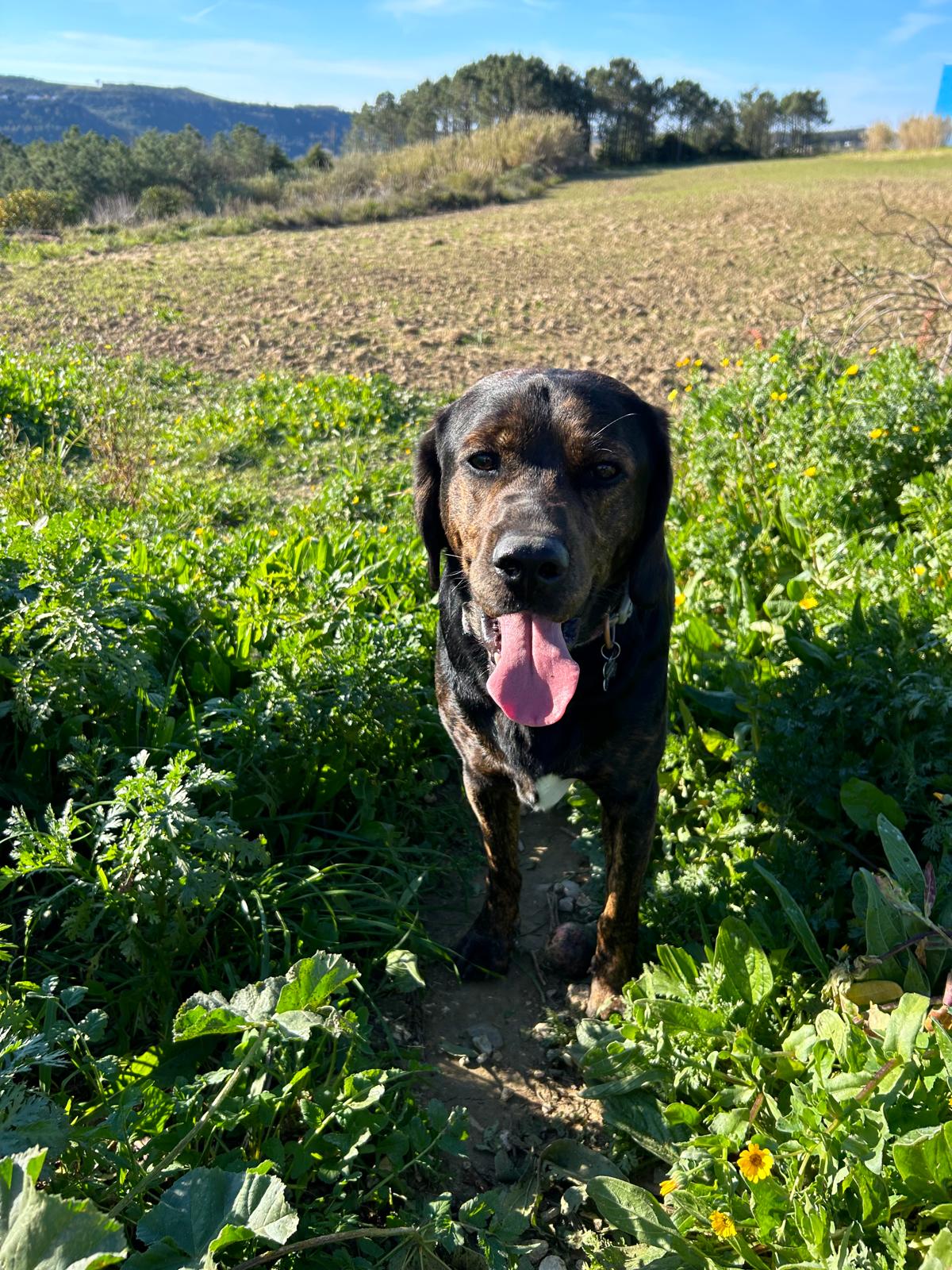 Serviços de Petsitting - Mafra - Dog Walking