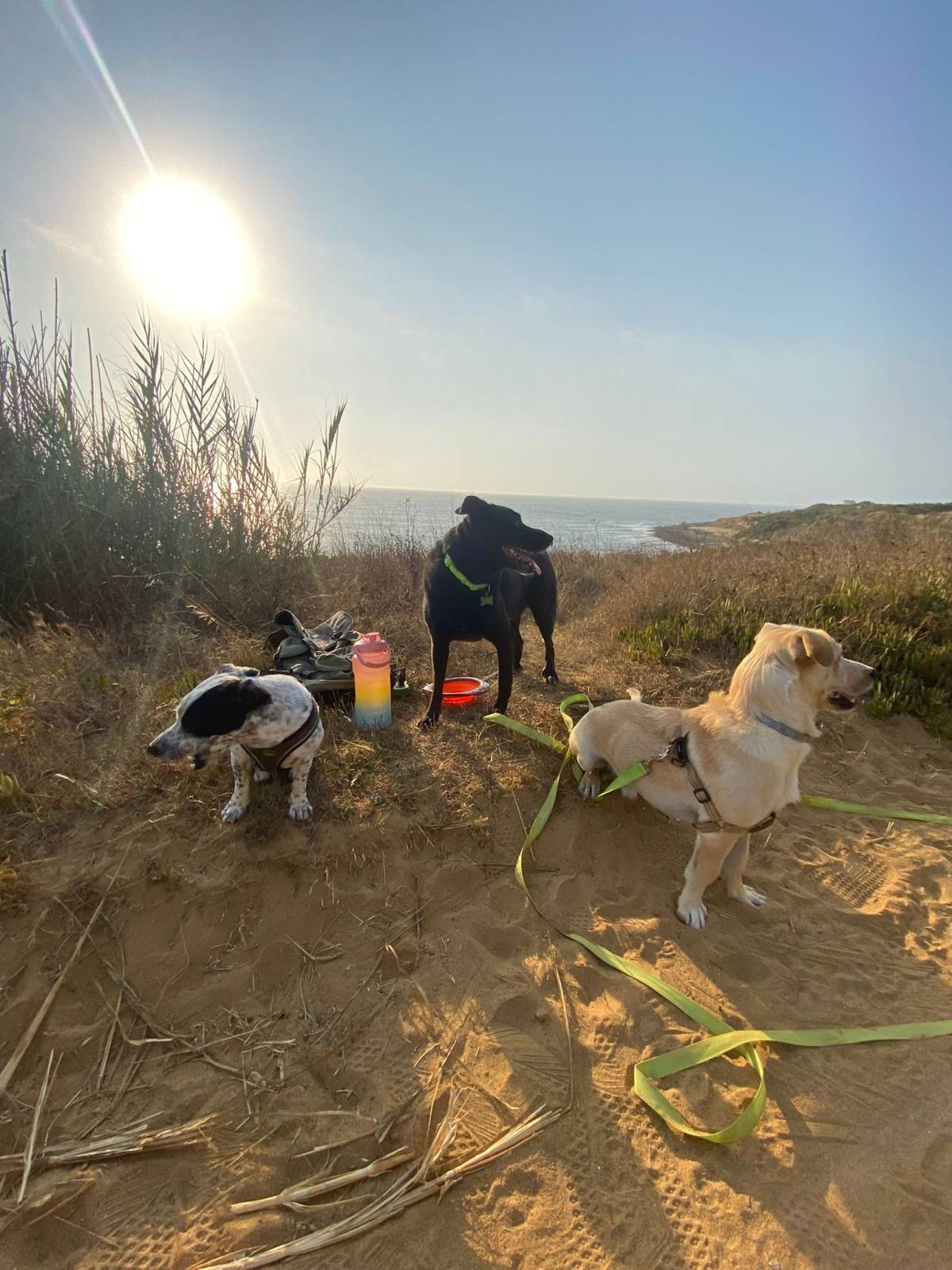 Serviços de Petsitting - Mafra - Banhos e Tosquias para Animais