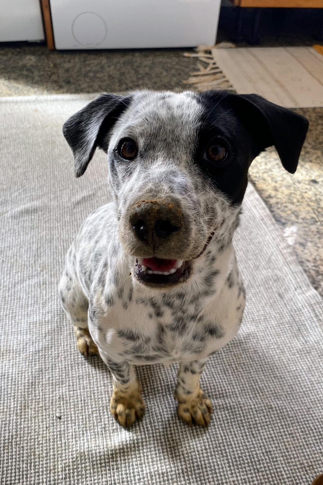 Serviços de Petsitting - Mafra - Dog Sitting