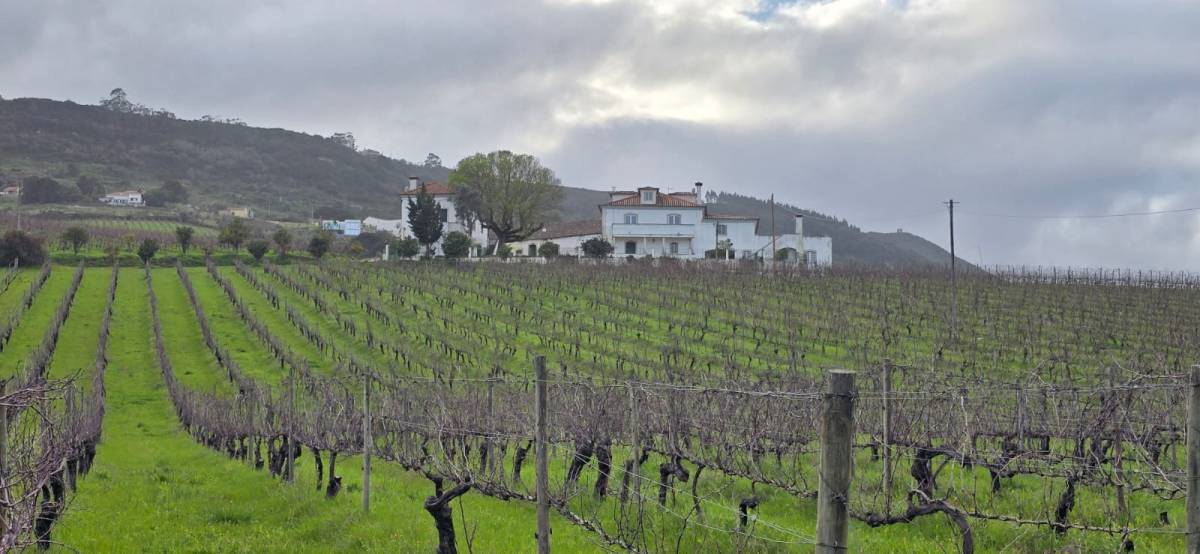 Bar da Quinta da Malafaia - Festas e Eventos - Arruda dos Vinhos - Saalvermietung