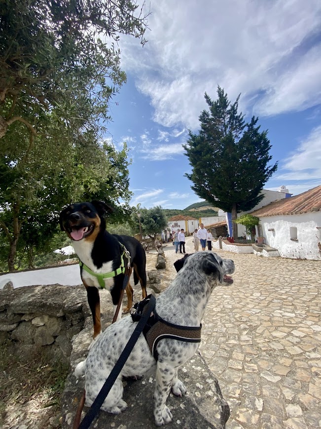 Serviços de Petsitting - Mafra - Pet Sitting
