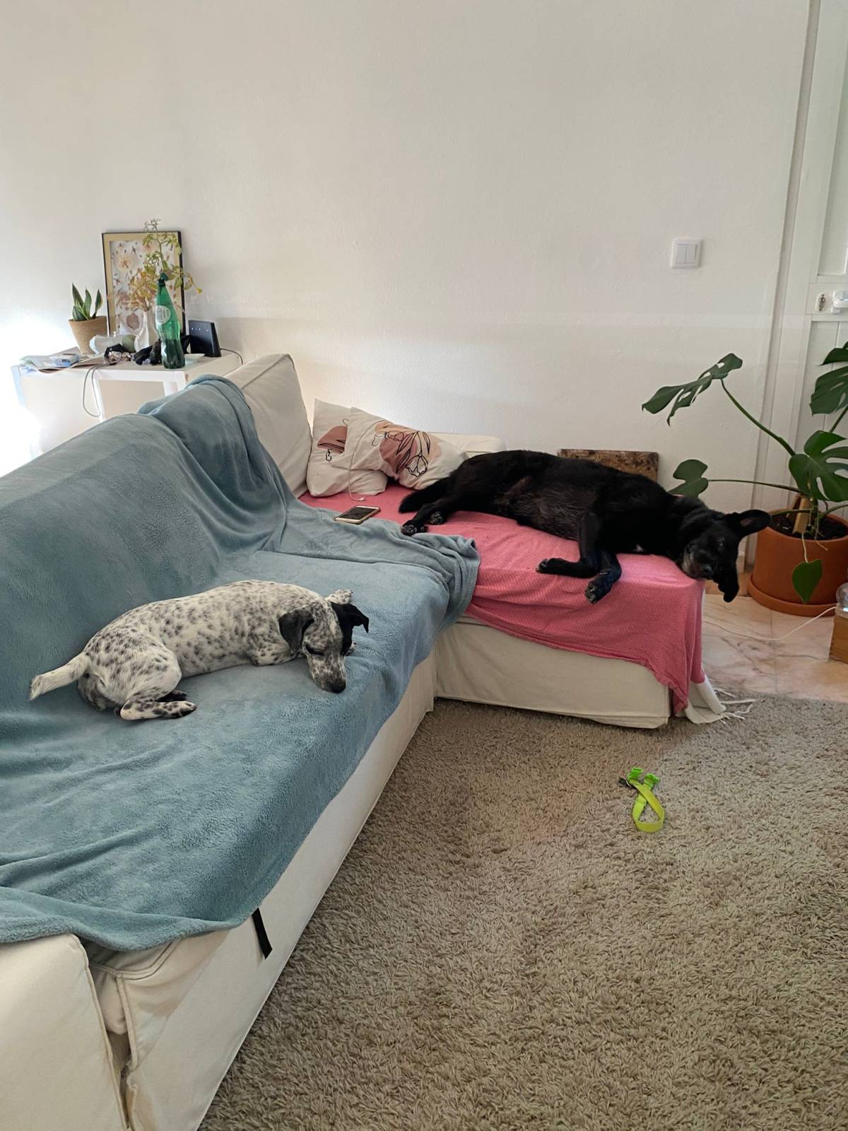 Serviços de Petsitting - Mafra - Hotel para Cães