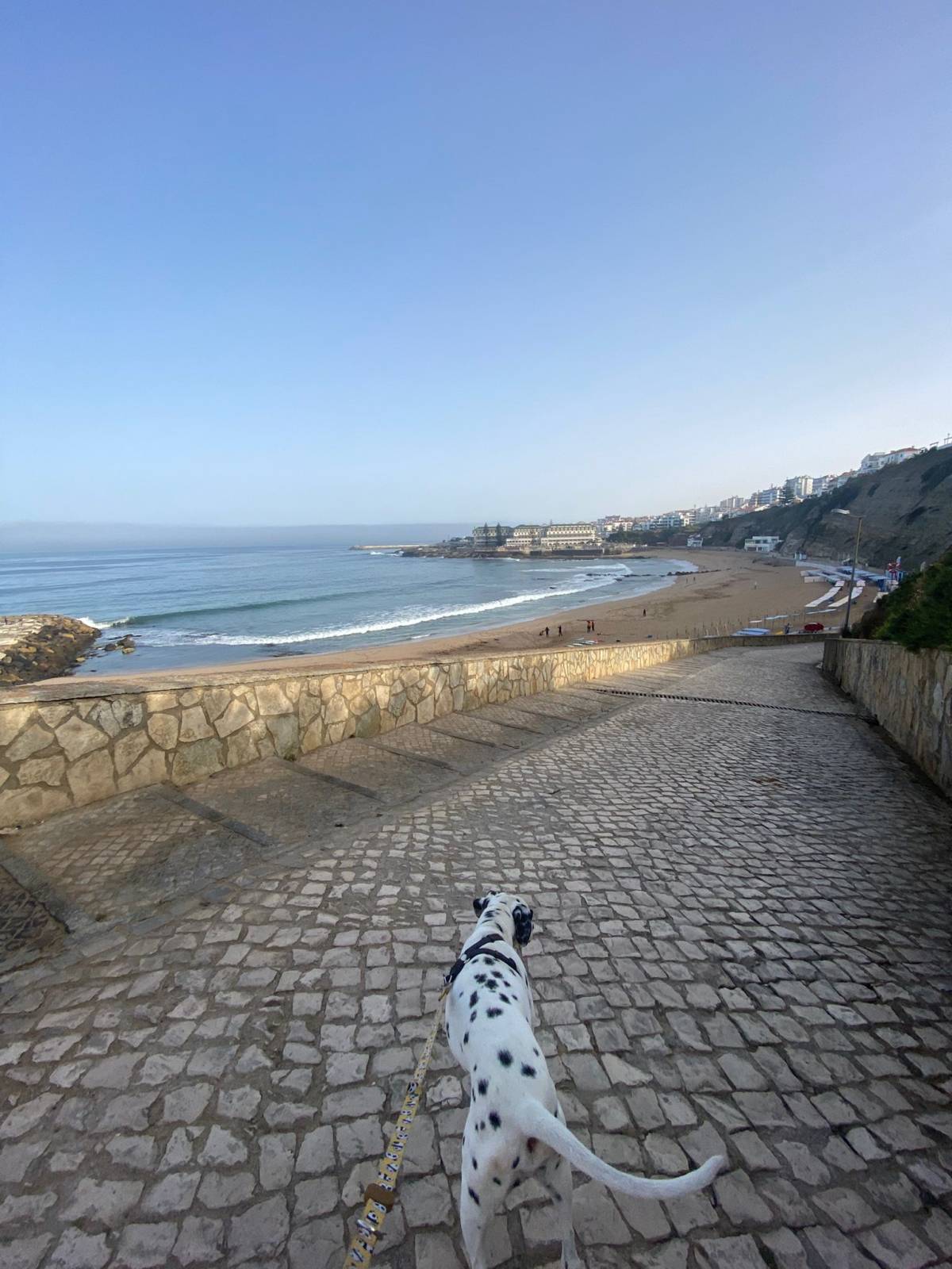 Serviços de Petsitting - Mafra - Pet Sitting