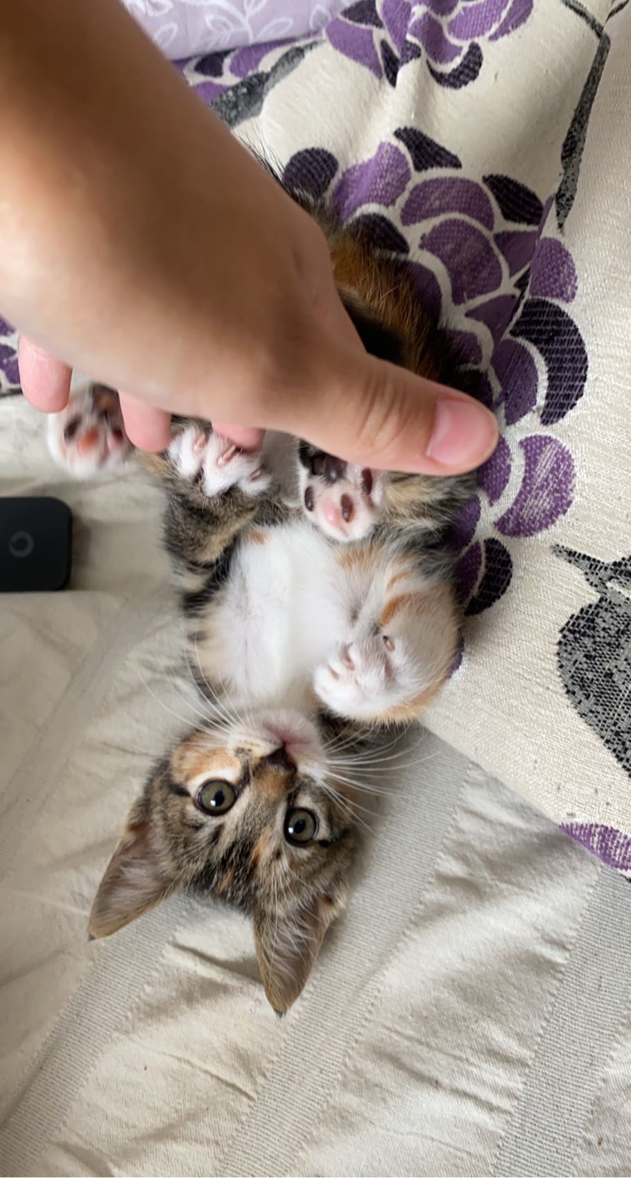 Carolina Arnaut - Oeiras - Cuidar tus gatos