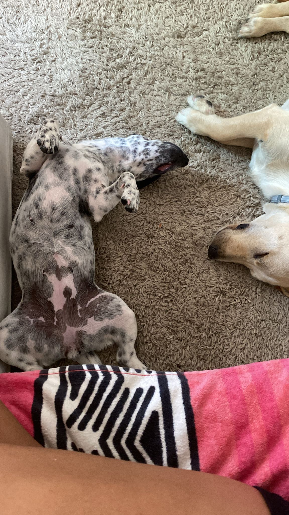 Serviços de Petsitting - Mafra - Treino de Cães - Aulas