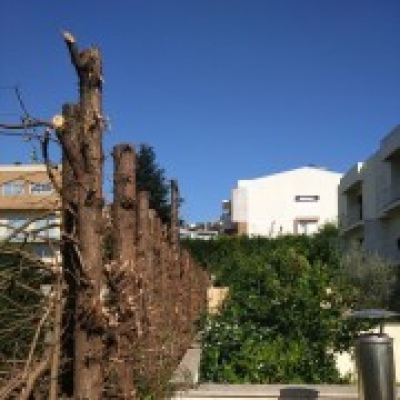 Florestas Renovadas - Braga - Poda y mantenimiento de árboles