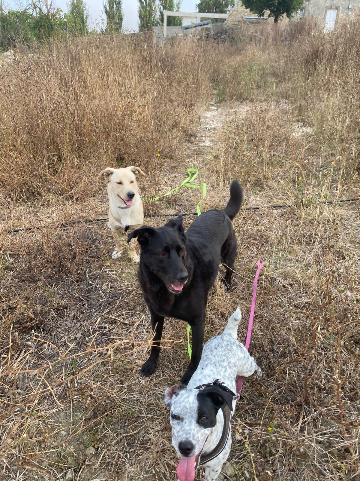 Serviços de Petsitting - Mafra - Hotel e Creche para Animais