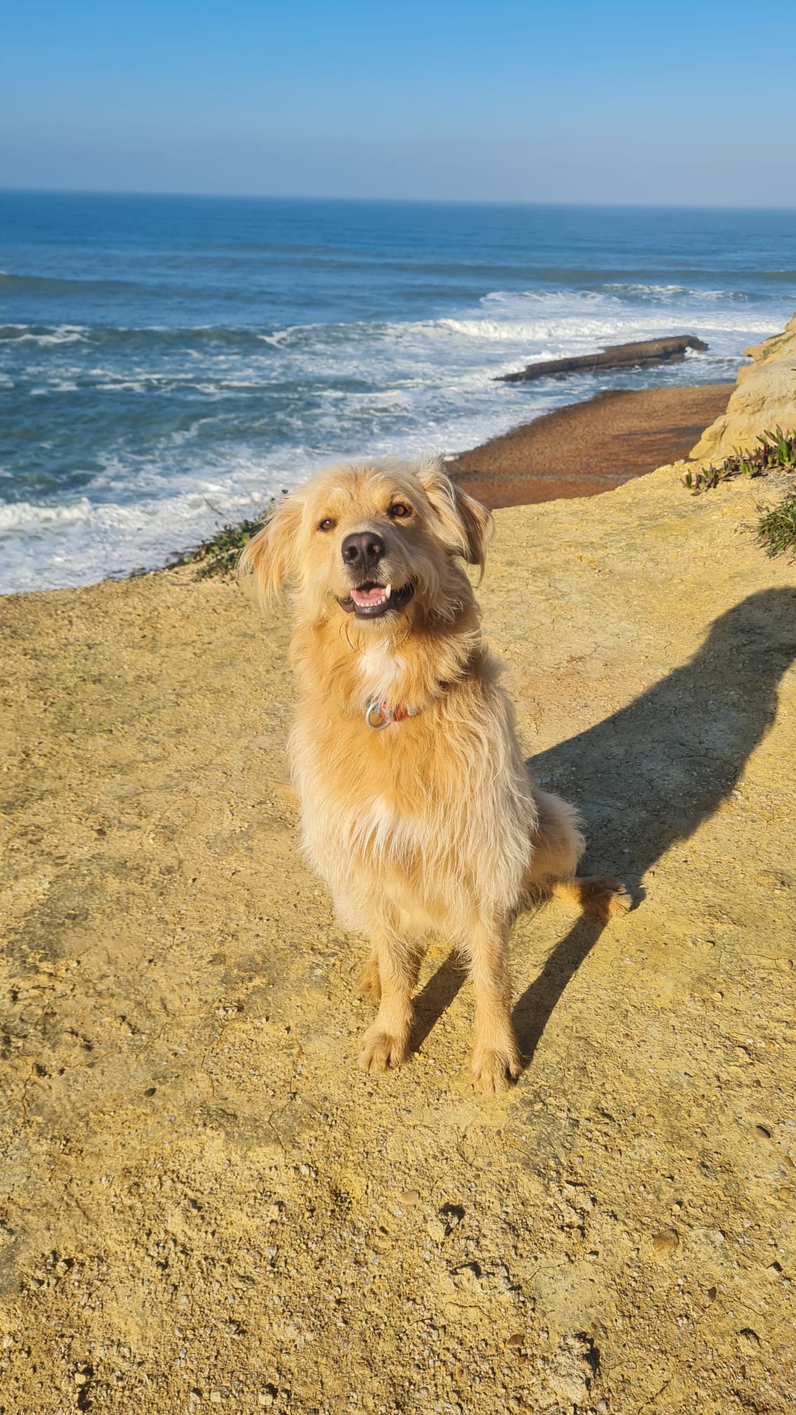 Serviços de Petsitting - Mafra - Banhos e Tosquias para Animais