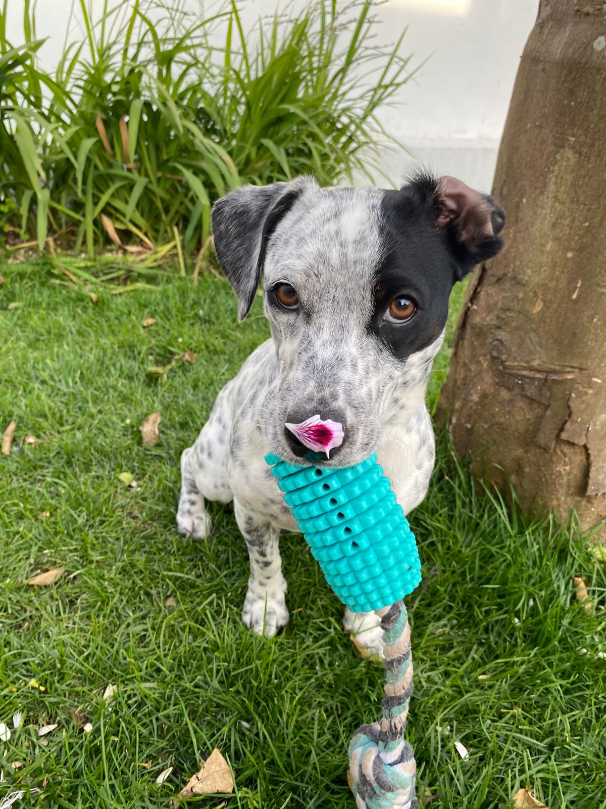 Serviços de Petsitting - Mafra - Cuidados para Animais de Estimação