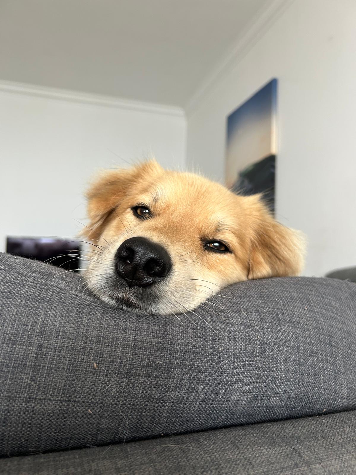Serviços de Petsitting - Mafra - Creche para Cães
