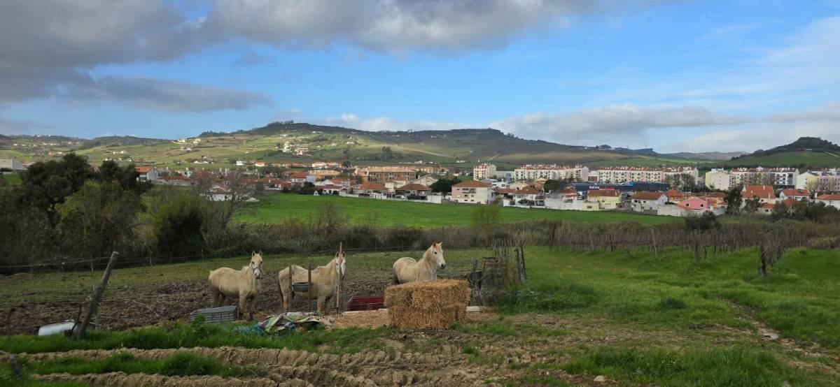 Bar da Quinta da Malafaia - Festas e Eventos - Arruda dos Vinhos - Venue Service