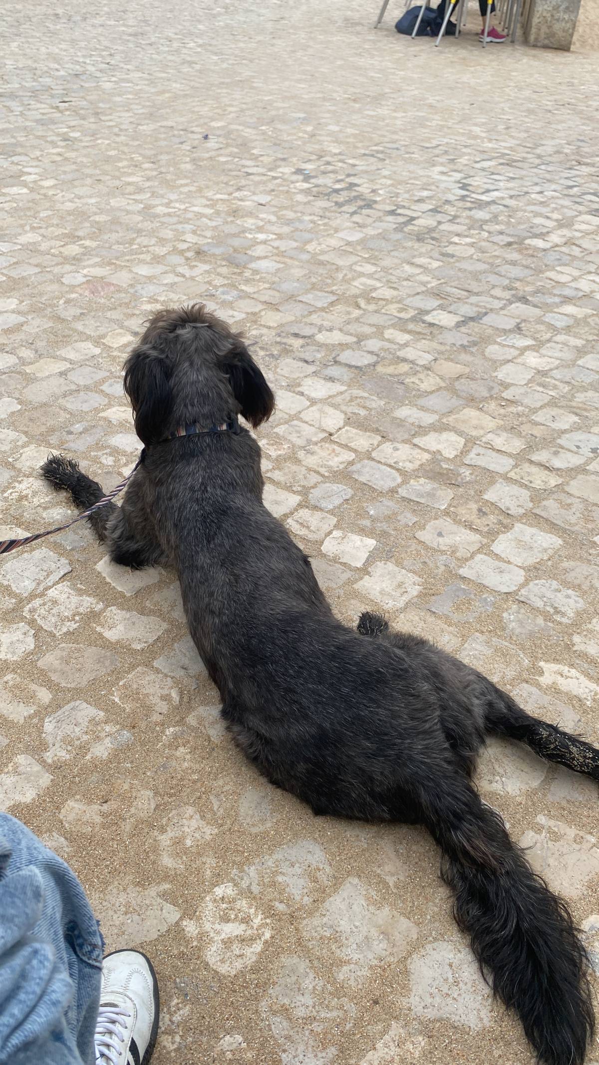 Serviços de Petsitting - Mafra - Hotel de Animais de Estimação
