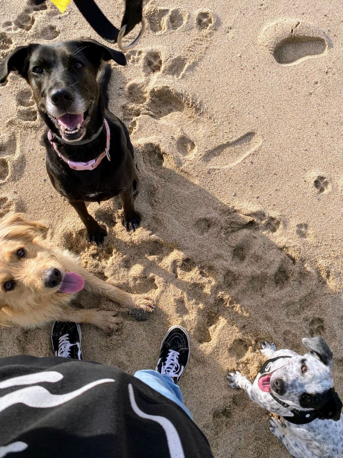 Serviços de Petsitting - Mafra - Banhos e Tosquias para Animais