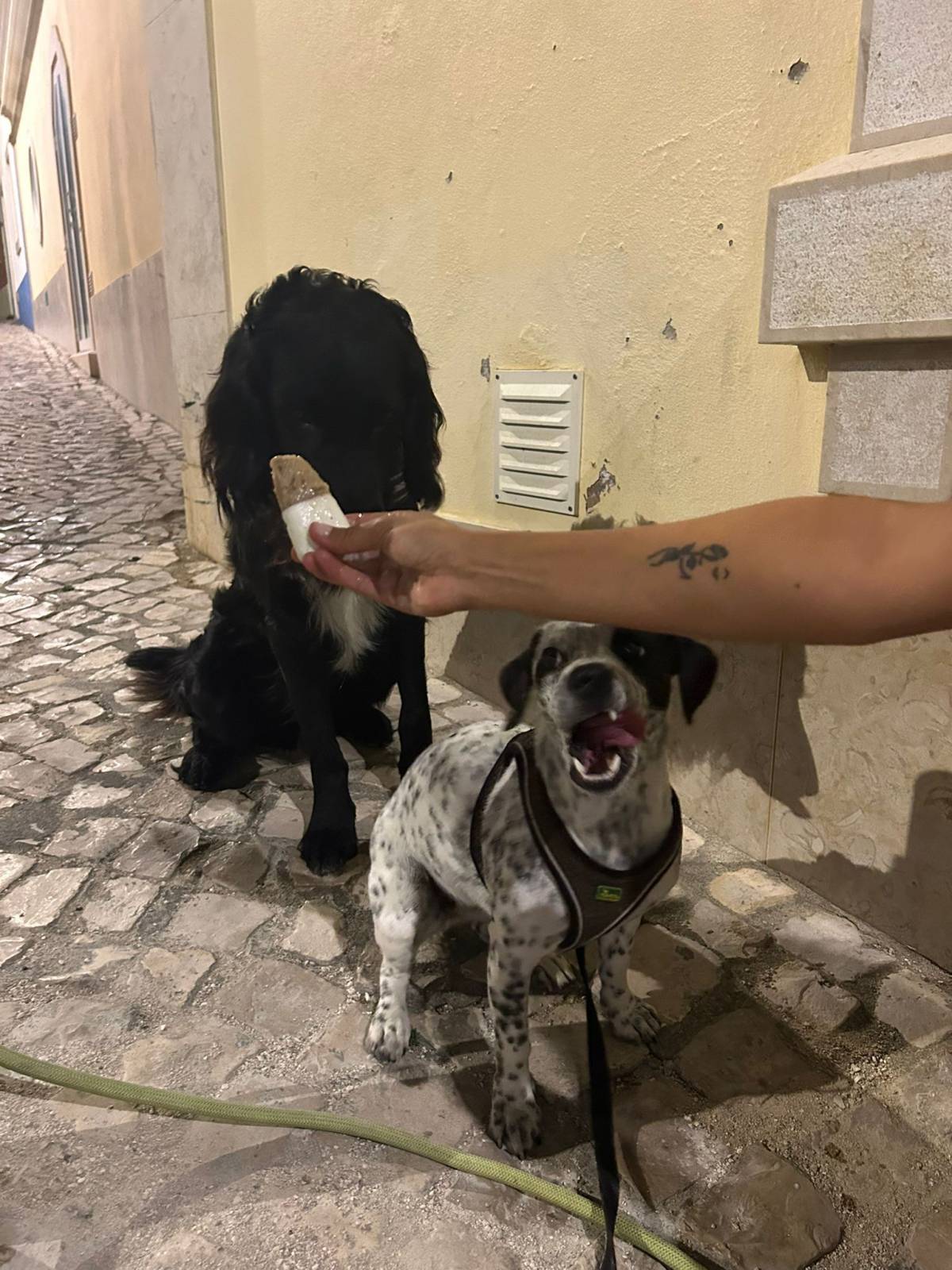 Serviços de Petsitting - Mafra - Dog Walking