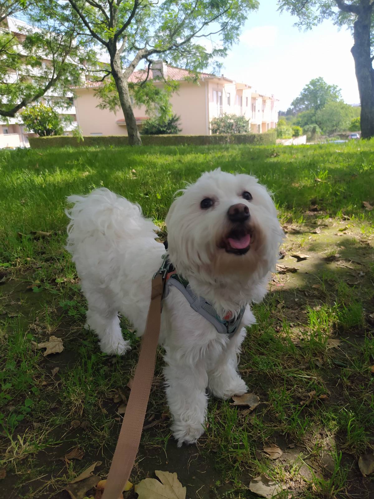 Cãominhar By Paula Fraga - Braga - Cuidar tus mascotas