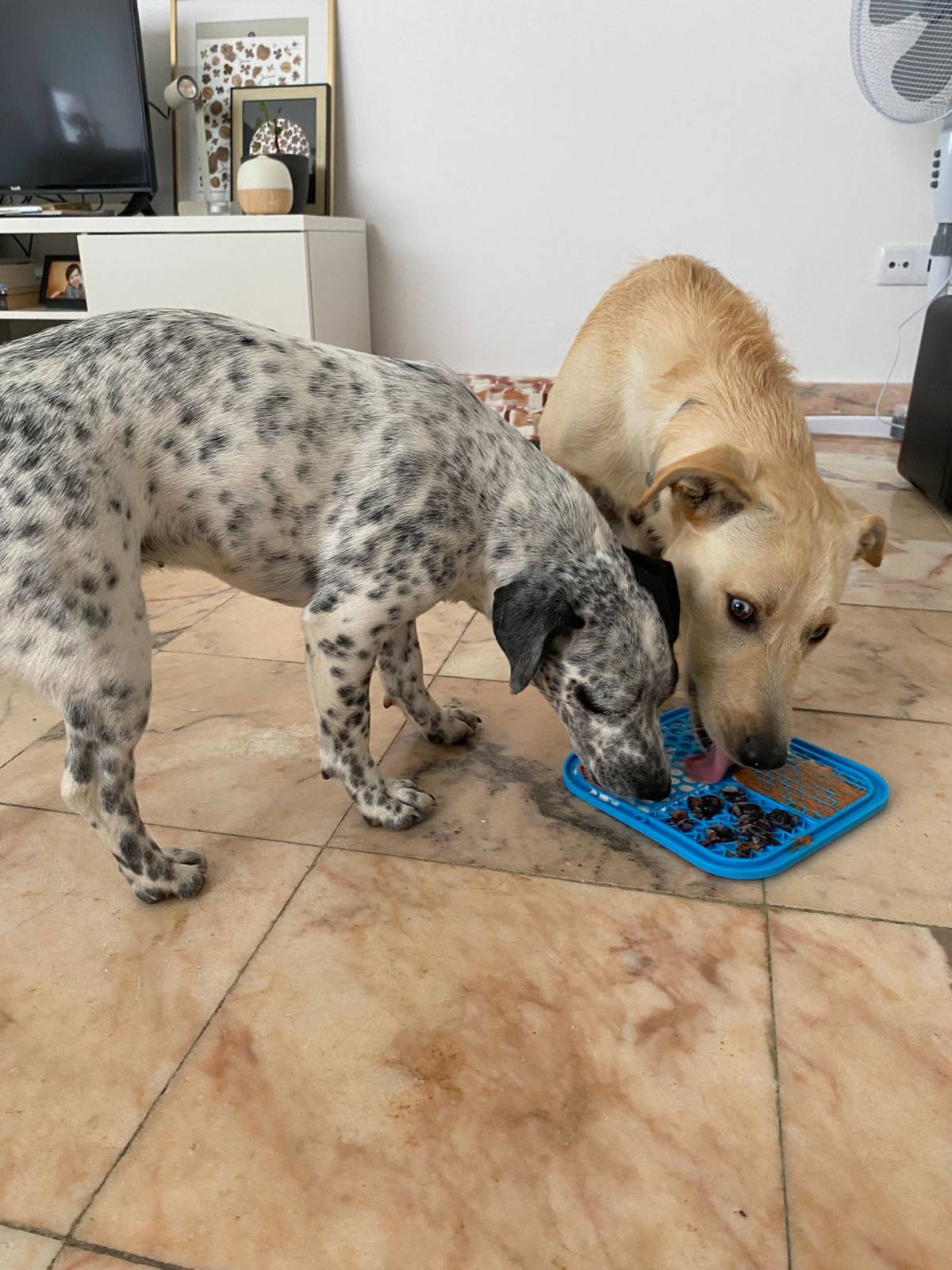 Serviços de Petsitting - Mafra - Dog Walking