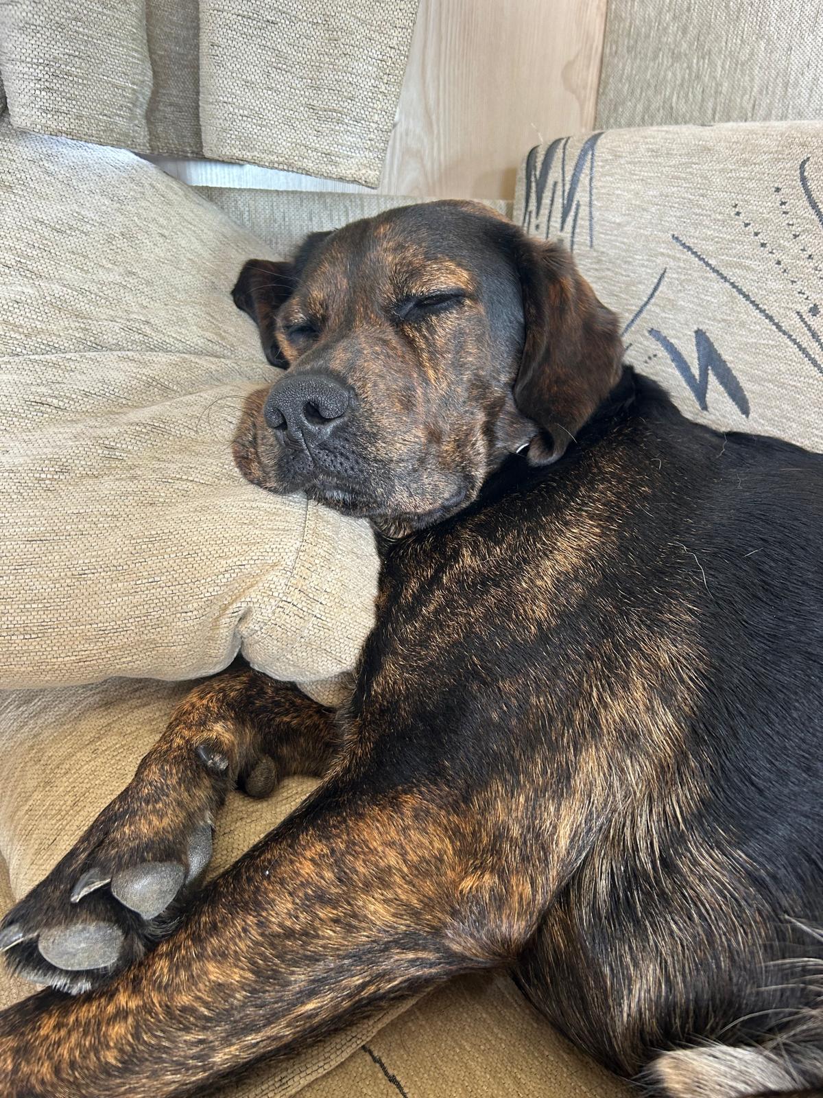 Serviços de Petsitting - Mafra - Nutrição Animal