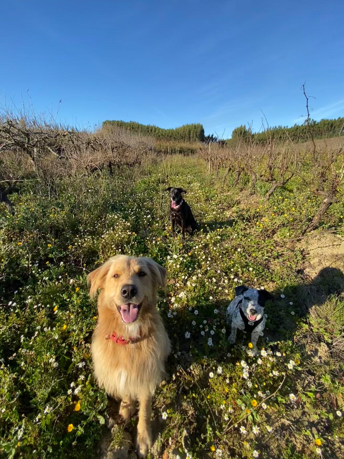 Serviços de Petsitting - Mafra - Dog Walking