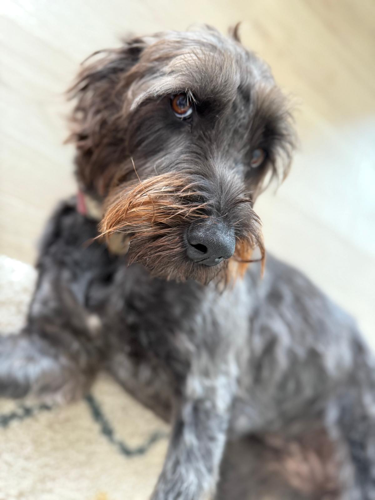 Serviços de Petsitting - Mafra - Hotel de Animais de Estimação