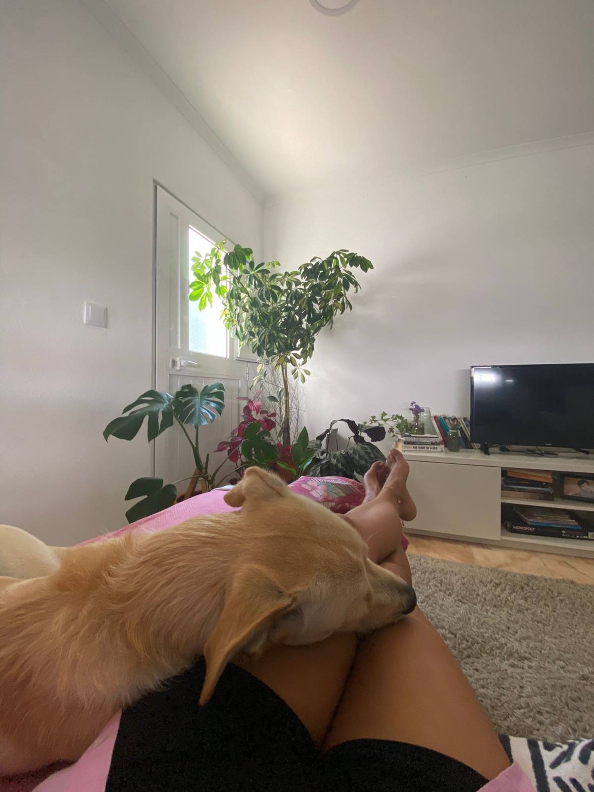 Serviços de Petsitting - Mafra - Creche para Cães