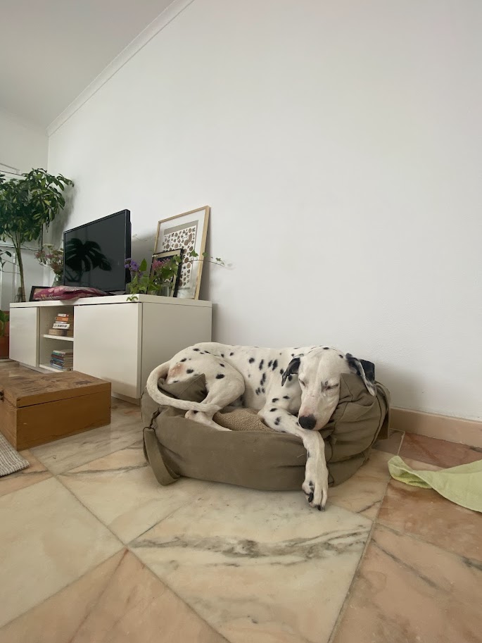 Serviços de Petsitting - Mafra - Cuidados para Animais de Estimação
