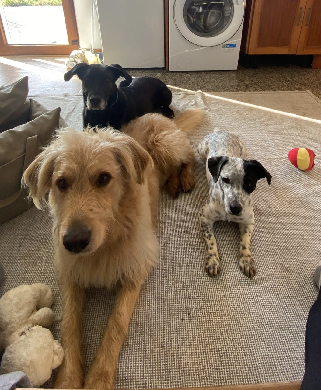 Serviços de Petsitting - Mafra - Pet Sitting e Pet Walking