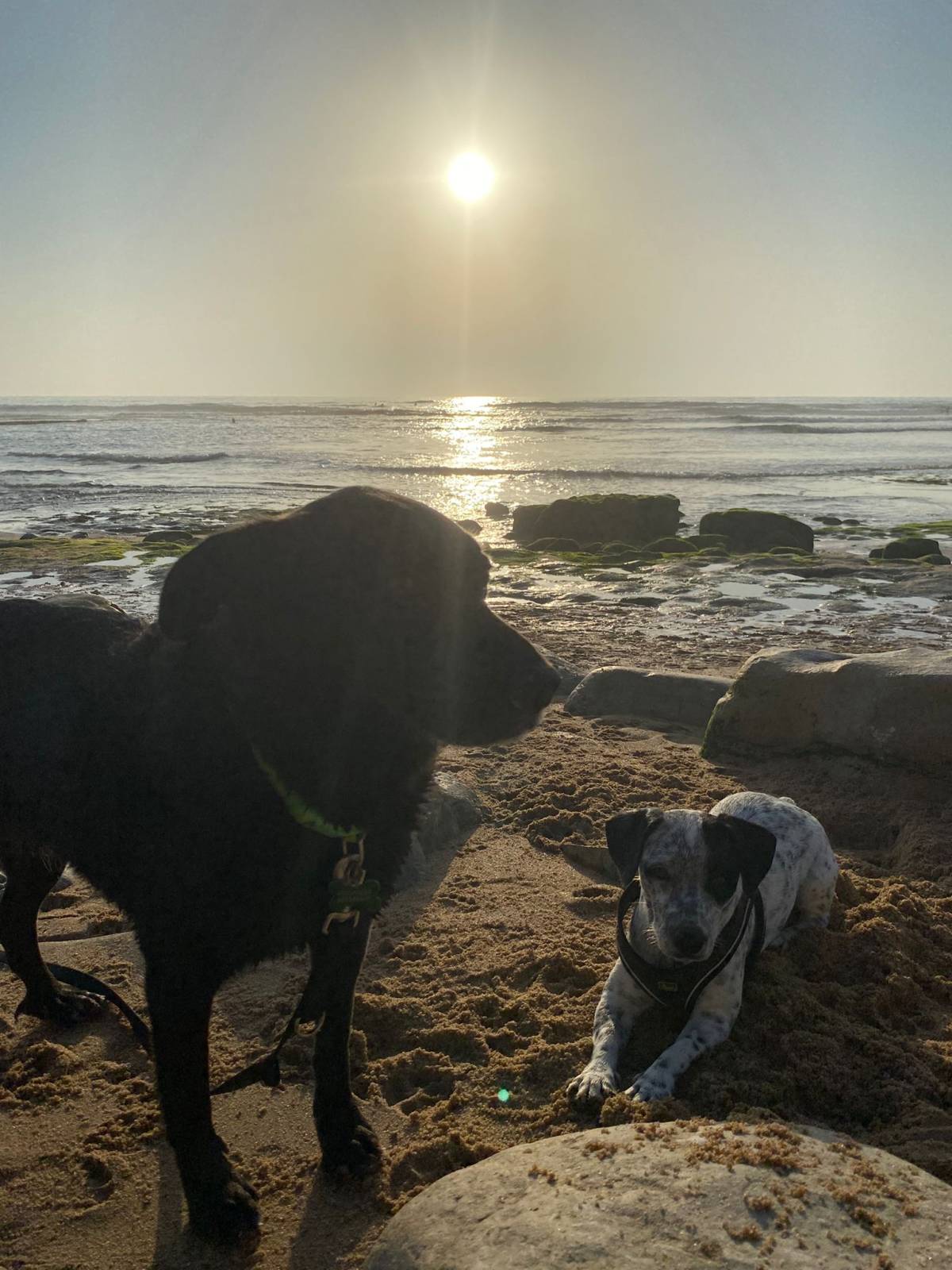 Serviços de Petsitting - Mafra - Treino de Cães - Aulas