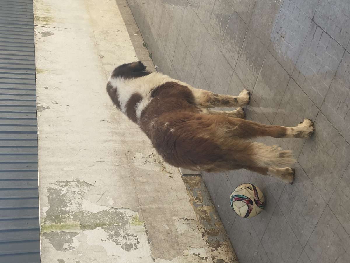 Matilde Coelho - Seixal - Dog Hotel