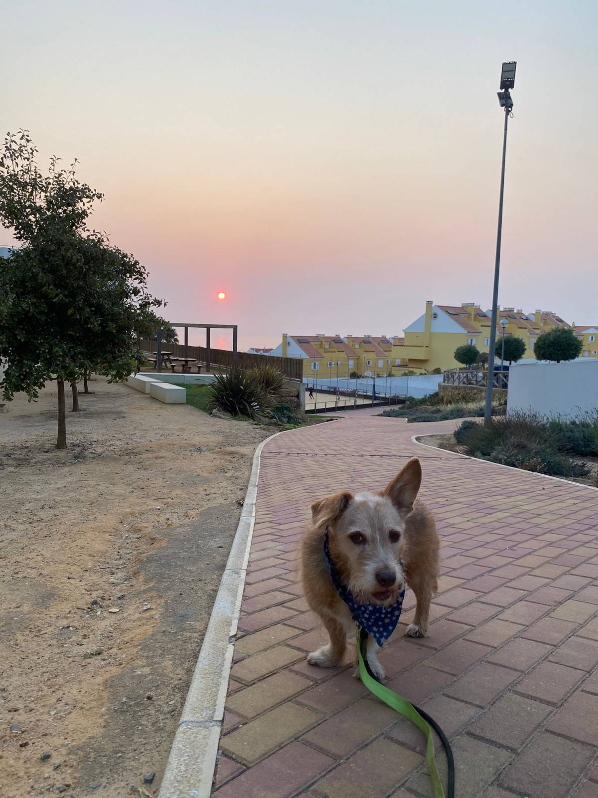 Serviços de Petsitting - Mafra - Cat Sitting