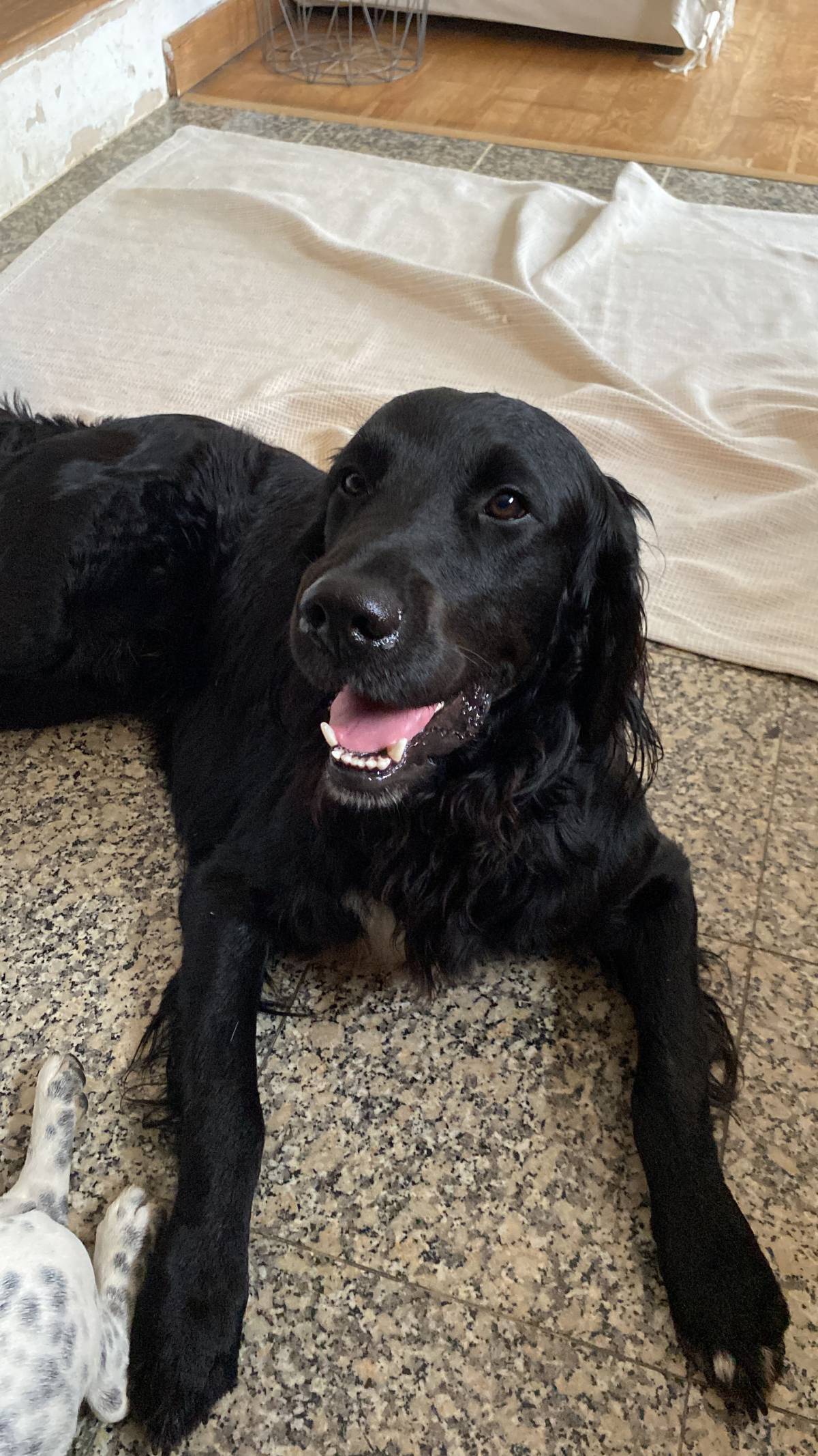 Serviços de Petsitting - Mafra - Cuidados para Animais de Estimação