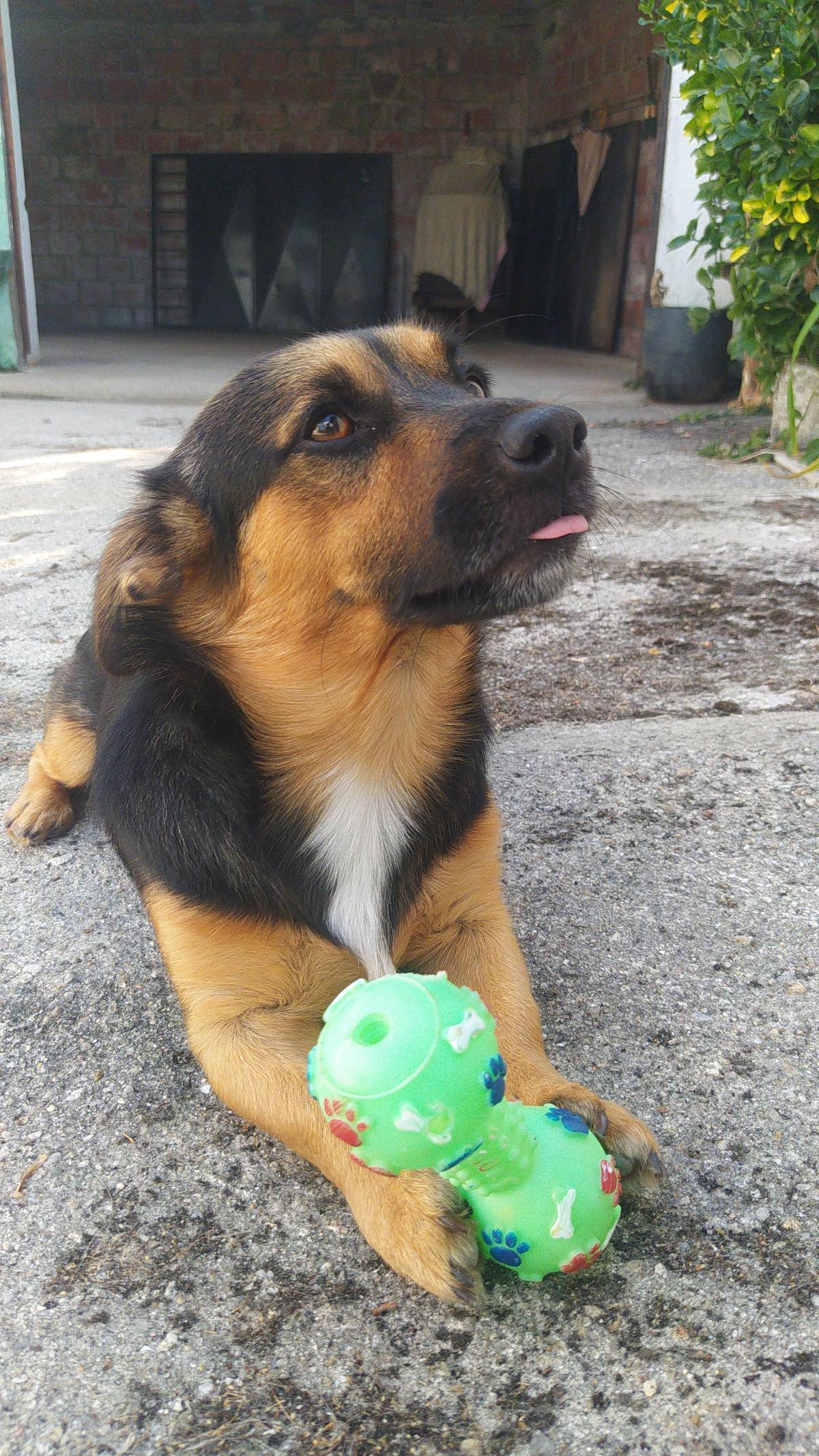Cãominhar By Paula Fraga - Braga - Paseador de perros