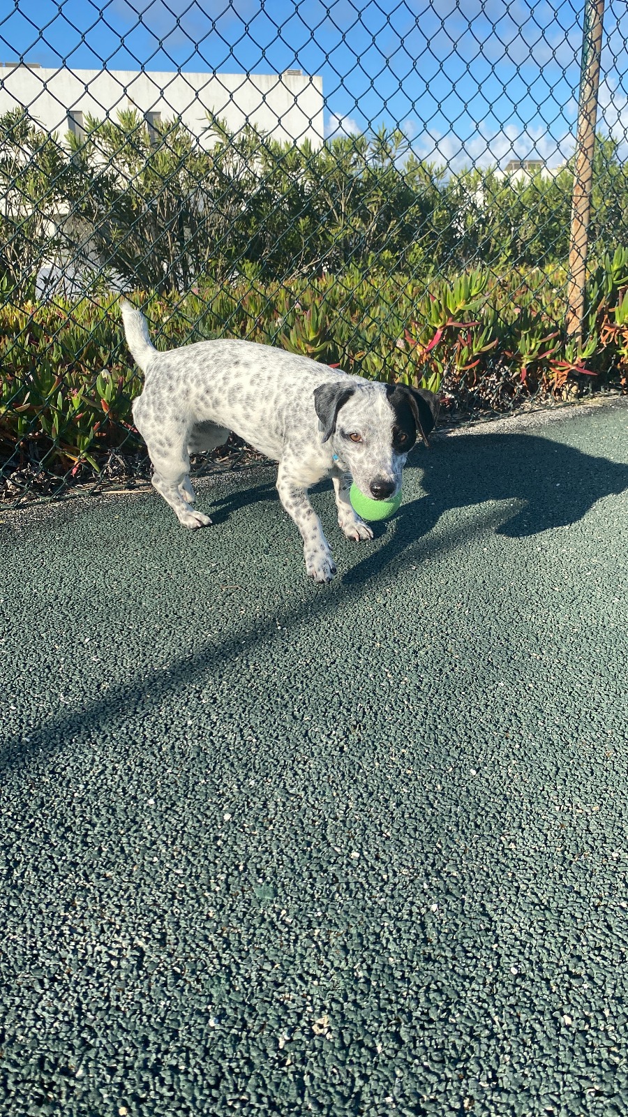 Serviços de Petsitting - Mafra - Hotel e Creche para Animais