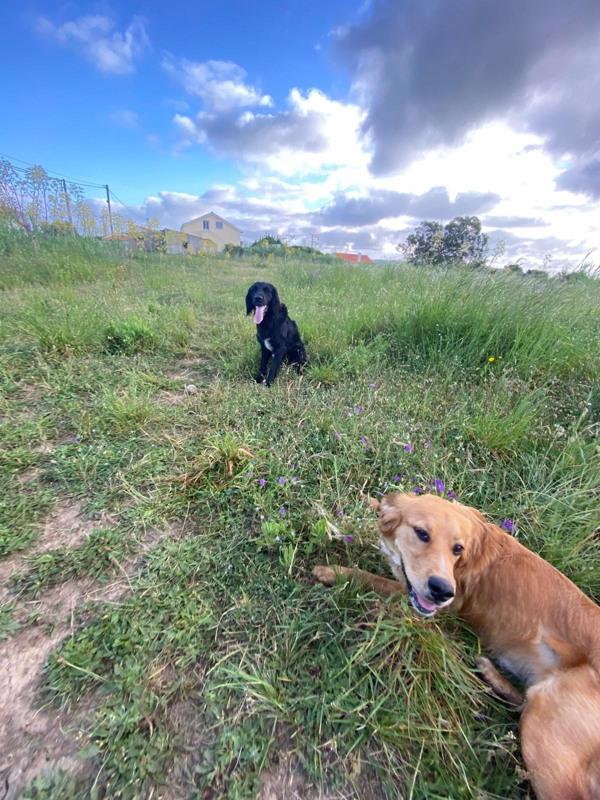 Serviços de Petsitting - Mafra - Hotel de Animais de Estimação